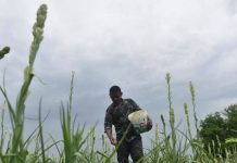 नैसर्गिक शेती वाढवण्यासाठी धोरणाची गरज आहे, असे तज्ज्ञांचे म्हणणे आहे. पुणे बातम्या