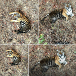 सह्याद्री व्याघ्र प्रकल्पात ‘हिरकणी’ वाघीणीचा मुक्त संचार