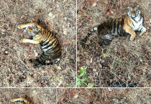 सह्याद्री व्याघ्र प्रकल्पात ‘हिरकणी’ वाघीणीचा मुक्त संचार