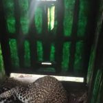 मोठ्या मांजरांचे पिंपरखेडला परतणे शिरूर ग्रामस्थांमध्ये भीतीचे वातावरण आहे. पुणे बातम्या