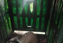 मोठ्या मांजरांचे पिंपरखेडला परतणे शिरूर ग्रामस्थांमध्ये भीतीचे वातावरण आहे. पुणे बातम्या