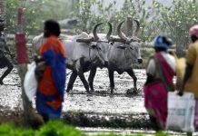 शेतकऱ्यांच्या संघटनांनी तातडीने कर्जमाफीची मागणी केली आहे, राज्याला 30 जूनच्या मुदतीची वाट पाहू नका. पुणे बातम्या