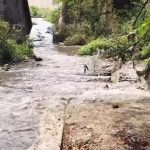 मुळा-मुठा नदी संवर्धनावर सवाल; महोत्सव स्वागतार्ह पण ठोस कृतीची मागणी