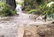 मुळा-मुठा नदी संवर्धनावर सवाल; महोत्सव स्वागतार्ह पण ठोस कृतीची मागणी