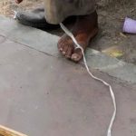 स्नायूंच्या नुकसानीपासून ते चयापचय नफ्यापर्यंत: फिटनेस आणि त्वचेचे आरोग्य पुन्हा परिभाषित करणारी नॉन-आक्रमक तंत्रज्ञान | पुणे बातम्या