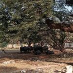 पुणे आणि खडकी कॅन्टोन्मेंटमधील खुली संरक्षण जमीन कचरा डंपिंग ग्राउंड बनली आहे. पुणे बातम्या
