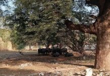 पुणे आणि खडकी कॅन्टोन्मेंटमधील खुली संरक्षण जमीन कचरा डंपिंग ग्राउंड बनली आहे. पुणे बातम्या