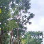 खासगी सोसायट्यांमध्ये वृक्षतोड करण्यासाठी भाजप आमदाराची PCMC धोरणाची मागणी, अधिकाऱ्यांचे आव्हान. पुणे बातम्या