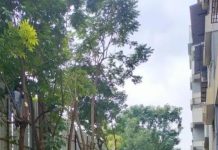 खासगी सोसायट्यांमध्ये वृक्षतोड करण्यासाठी भाजप आमदाराची PCMC धोरणाची मागणी, अधिकाऱ्यांचे आव्हान. पुणे बातम्या