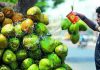 डिझेलचे उच्च दर निविदा नारळाच्या किमती वाढवतील