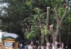 “झाड वाचवा, पुणे वाचवा” — नगर रोड परिसरातील वृक्षतोडीविरोधात संताप