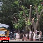 “झाड वाचवा, पुणे वाचवा” — नगर रोड परिसरातील वृक्षतोडीविरोधात संताप