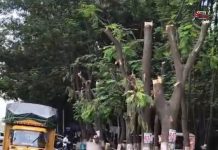 “झाड वाचवा, पुणे वाचवा” — नगर रोड परिसरातील वृक्षतोडीविरोधात संताप
