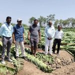 गारपिटीमुळे पुणे जिल्ह्यातील १०० हेक्टरवरील फळबागा भुईसपाट झाल्या. पुणे बातम्या
