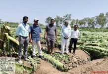 गारपिटीमुळे पुणे जिल्ह्यातील १०० हेक्टरवरील फळबागा भुईसपाट झाल्या. पुणे बातम्या
