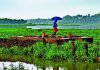 मान्सूनने महाराष्ट्राचे दार ठोठावले आहे, परंतु कोरड्या हवेच्या ड्रॅगने देशांतर्गत कूच करण्याचा धोका आहे. पुणे बातम्या