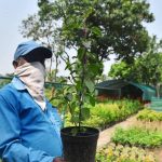या उन्हाळ्यात पाण्याचा पुरवठा कमी होत असताना गार्डन नर्सरींना उन्हाचा सामना करावा लागत आहे. पुणे बातम्या