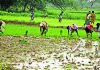 मान्सूनच्या पावसाने पुण्यातील भात रोपवाटिकांना संजीवनी दिली, शेतकरी शेततळे तयार करू लागले. पुणे बातम्या