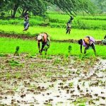 मान्सूनच्या पावसाने पुण्यातील भात रोपवाटिकांना संजीवनी दिली, शेतकरी शेततळे तयार करू लागले. पुणे बातम्या
