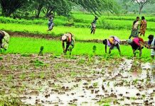 मान्सूनच्या पावसाने पुण्यातील भात रोपवाटिकांना संजीवनी दिली, शेतकरी शेततळे तयार करू लागले. पुणे बातम्या
