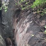 नाल्यांमध्ये अडकलेल्या गौरची वन पथकाने सुटका केली. पुणे बातम्या