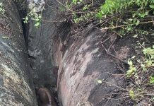 नाल्यांमध्ये अडकलेल्या गौरची वन पथकाने सुटका केली. पुणे बातम्या