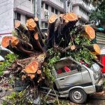 50 हून अधिक झाडे पडण्याची प्रकरणे अग्निशमन दलाच्या कर्मचाऱ्यांना त्यांच्या अंगठ्यावर ठेवतात. पुणे बातम्या